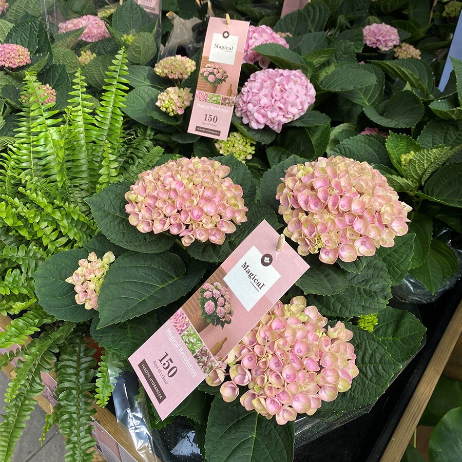 Image of Pale pink hydrangea trellis