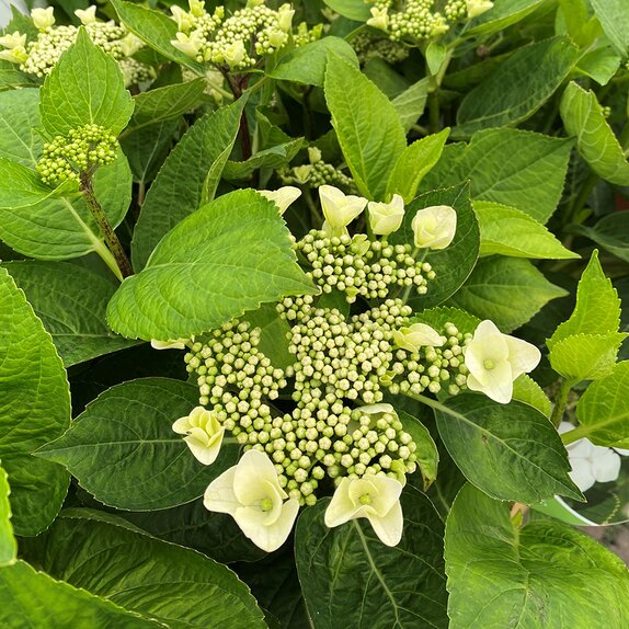Hydrangea mac teller 'Benxi'