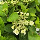 Hydrangea mac teller 'Benxi'