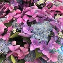 Hydrangea mac teller Nizza Blue