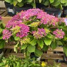 Hydrangea macr. 'Deep Purple Dance'®