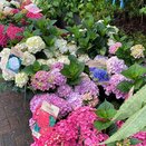 Hydrangea macr. in varieties