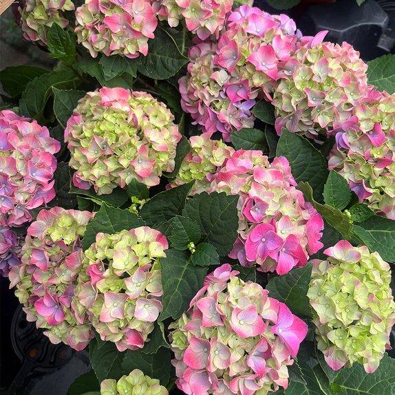Hydrangea macr. Ningbo