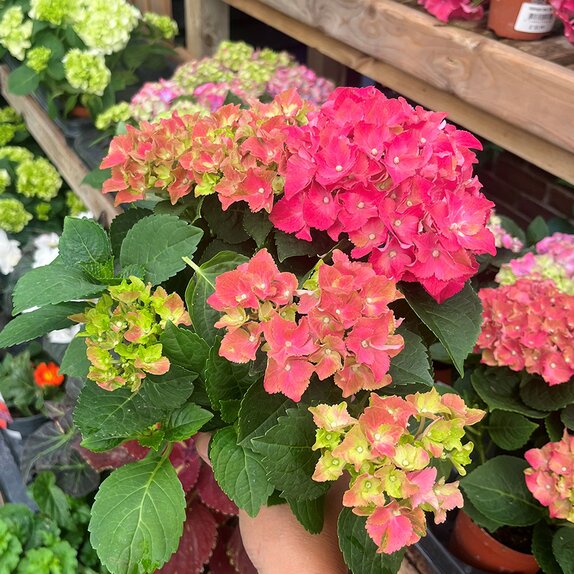Hydrangea macr. Red 