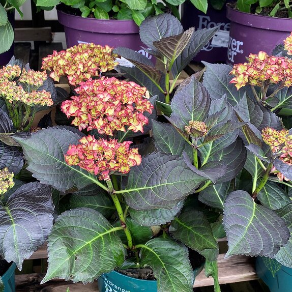 Hydrangea macrophylla 'Black Diamond' ®