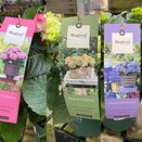 Hydrangea Magical