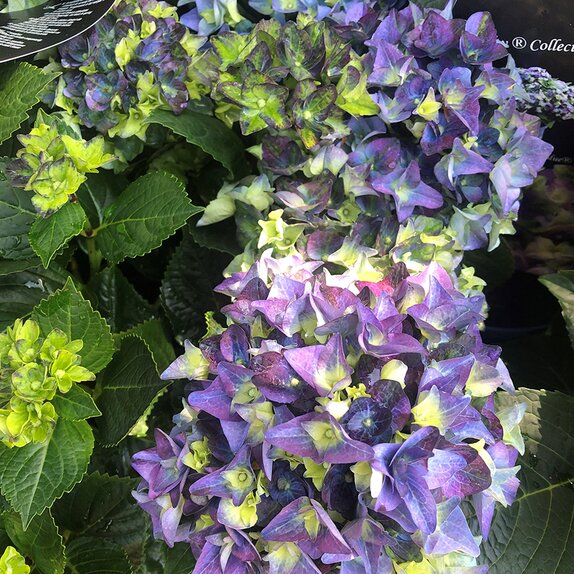 Hydrangea Mata Hari Blue