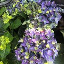 Hydrangea Mata Hari Blue