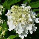 Hydrangea pan. 'Baby Lace' - image 1