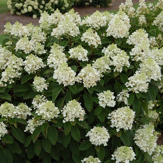 Hydrangea pan. 'Baby Lace' - image 2