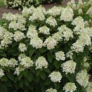 Hydrangea pan. 'Baby Lace' - image 2
