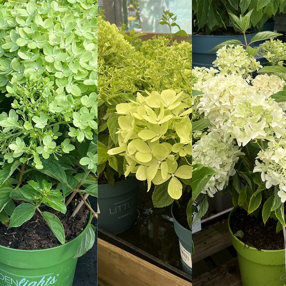 Hydrangea pan. Gardenlights mix