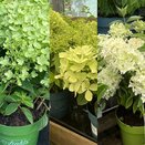 Hydrangea pan. Gardenlights mix