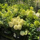 Hydrangea paniculata in 4 varieties