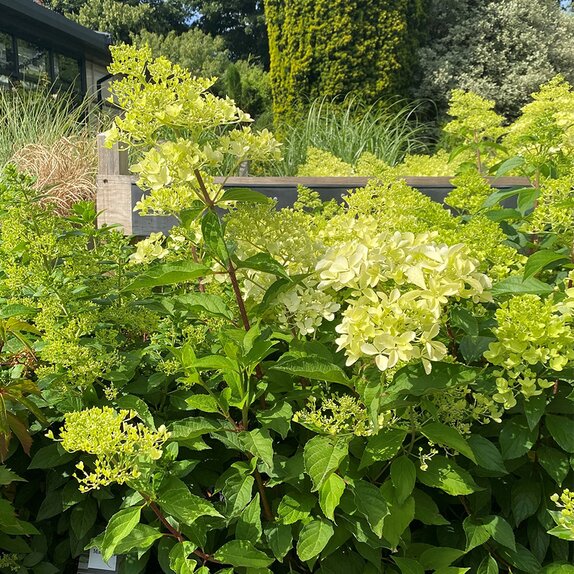 Hydrangea paniculata in 8 varieties - image 1