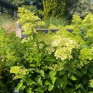 Hydrangea paniculata in 8 varieties - image 1