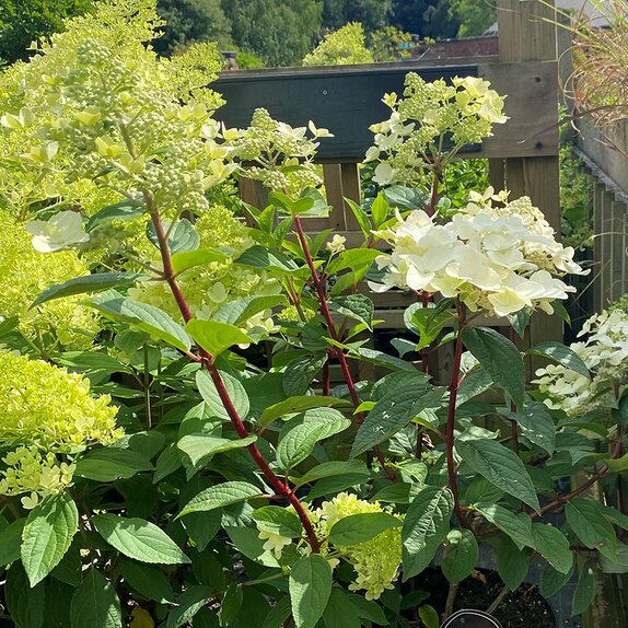 Hydrangea paniculata in 8 varieties - image 2