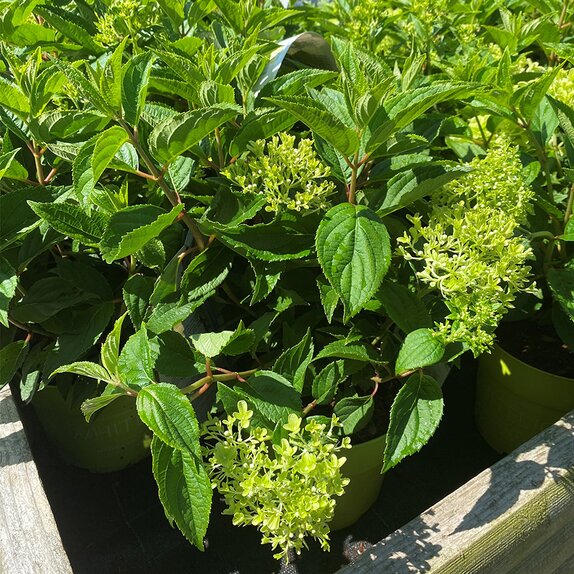 Hydrangea paniculata 'Whitelight'® - image 1