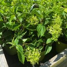 Hydrangea paniculata 'Whitelight'® - image 1
