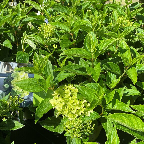 Hydrangea paniculata 'Whitelight'® - image 2