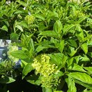 Hydrangea paniculata 'Whitelight'® - image 2