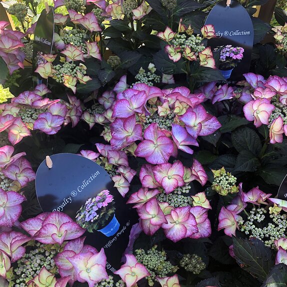 Hydrangea Tiffany Purple