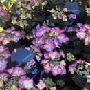 Hydrangea Tiffany Purple
