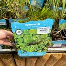 Hydrocotyle Nova-Zealandiae