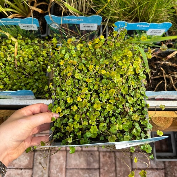 Hydrocotyle Nova-Zealandiae - image 2
