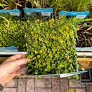 Hydrocotyle Nova-Zealandiae - image 2