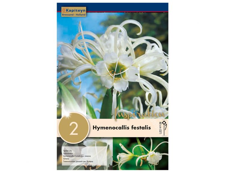 Hymenocallis Festalis