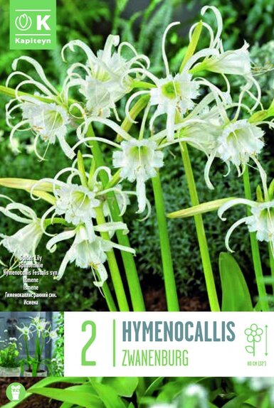 Hymenocallis Festalis Zwanenburg