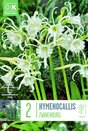 Hymenocallis Festalis Zwanenburg