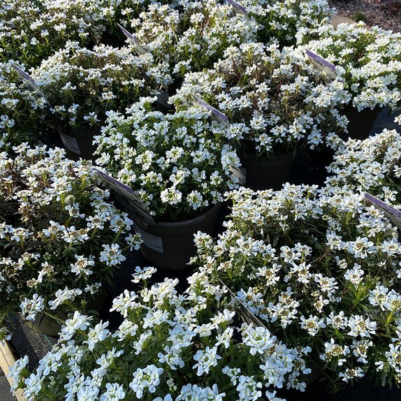 Iberis Snow Cone Early