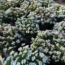 Iberis Snow Cone Early