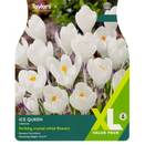 Ice Queen Crocus