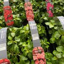 Impatiens Busy Lizzie Coral 6 pack