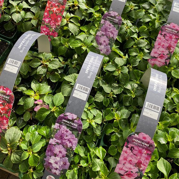 Impatiens Busy Lizzie Lavender 6 pack