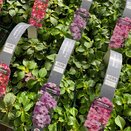 Impatiens Busy Lizzie Lavender 6 pack