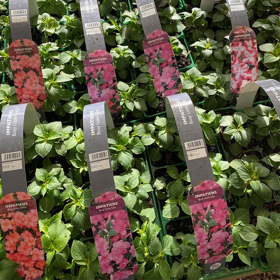 Impatiens Busy Lizzie Lilac 6 pack