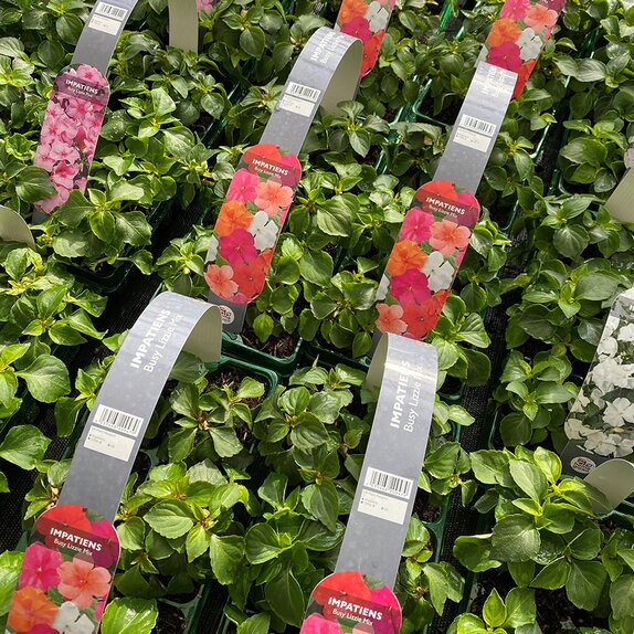 Impatiens Busy Lizzie Mix 6 pack