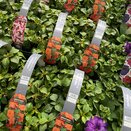 Impatiens Busy Lizzie Orange 6 pack