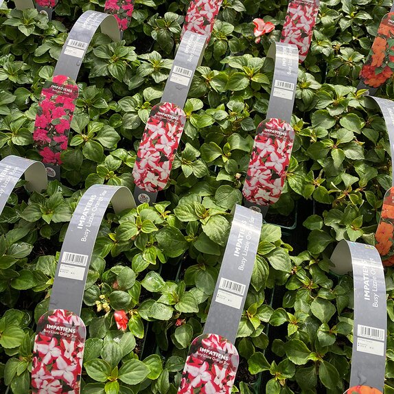 Impatiens Busy Lizzie Orange Star 6 pack
