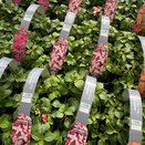 Impatiens Busy Lizzie Orange Star 6 pack