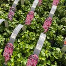Impatiens Busy Lizzie Pink 6 pack