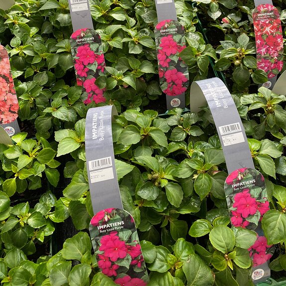 Impatiens Busy Lizzie Purple 6 pack