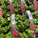 Impatiens Busy Lizzie Purple 6 pack