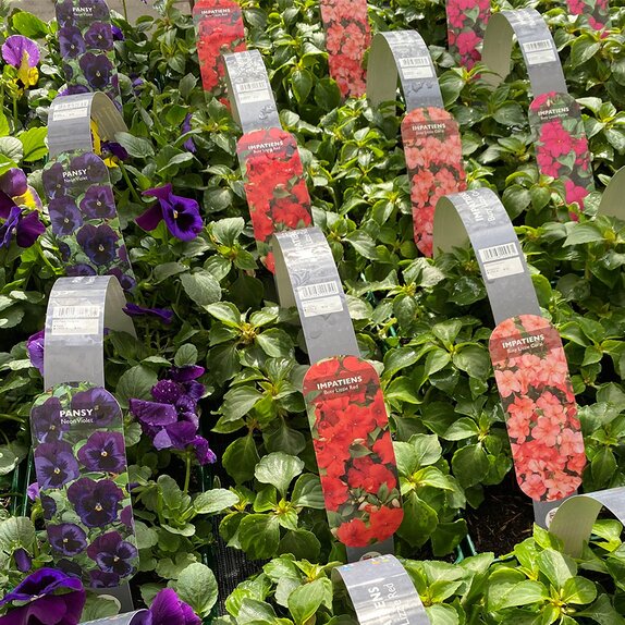 Impatiens Busy Lizzie Red 6 pack