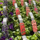 Impatiens Busy Lizzie Red 6 pack
