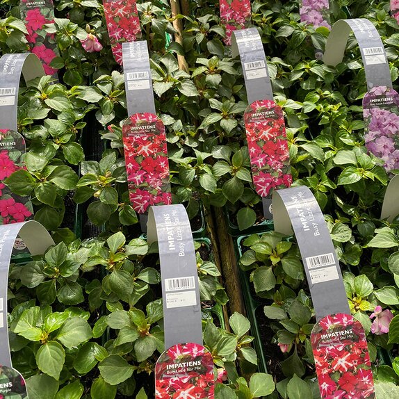 Impatiens Busy Lizzie Star Mix 6 pack